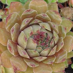 Sempervivum - Dachwurz - Hauswurz